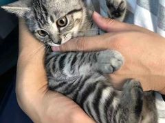 -猫尾侦探俱乐部·剧本杀·狼人杀
