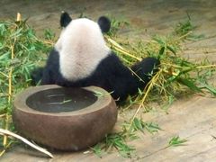 -深圳野生动物园