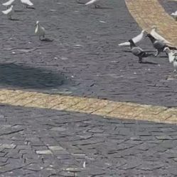 -凡碧诗毛孔收细