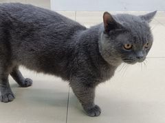 -瑞派动物医院·猫专科·至诚(江南中分院)