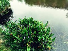江湾湿地公园-新江湾城公园
