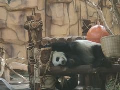 -泉州海丝野生动物世界