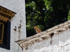 -色拉寺