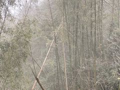 -长沙黑麋峰国家森林公园