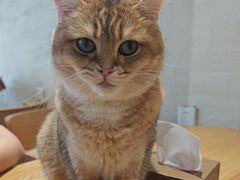 -藏猫猫咖啡主题馆(中央大道店)