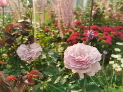 -深圳国际园林花卉博览园