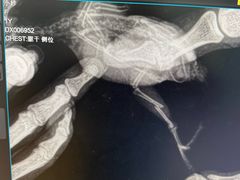 -瑞派·关忠动物医院·异宠专科·犬猫肿瘤·皮肤专科(望京店)