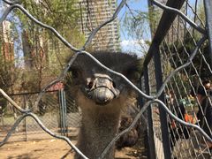 -长白岛森林公园