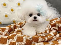 -萌宠之家·腊肠犬·马尔泰·小体犬舍
