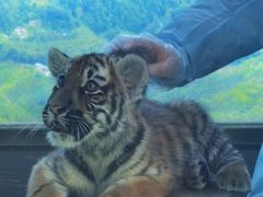 -栾川竹海野生动物园