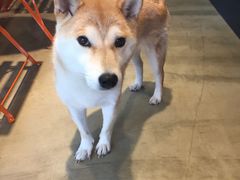 -八公叔叔宠物美容连锁(春申店)