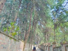 -铁山坪森林公园