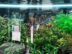 -ADA自然水景世界