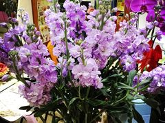 菲菲鲜花店-FEI FEI FLOWER鲜花店·气球派对·宝宝宴布置(虹口德必运动Loft店)