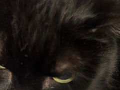 -宠物星动物医院·眼科·异宠·猫科(江南大道总院)