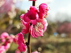 -花开海上生态园