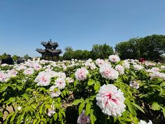 -曹州牡丹园