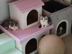 -70cat德文卷毛猫·缅因猫纯种猫舍