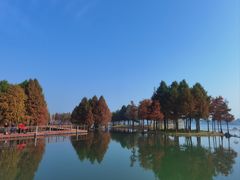 -贡湖湾湿地公园