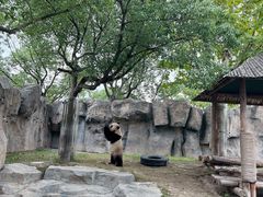 -上海野生动物园