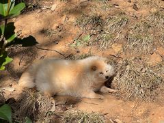 -云南野生动物园