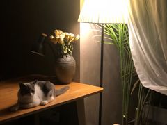 -松果猫咖(桐乡吾悦金街店)