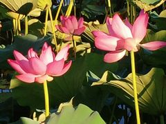 -北海公园-停车场