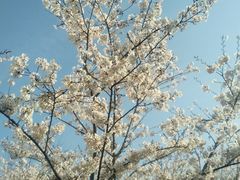 -卜蜂莲花(杨高北路店)