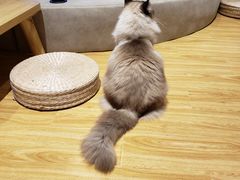 -啵啵喵·猫咖(攀华国际店)