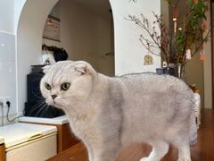 -有猫主题·治愈系猫咖(曾厝垵店)