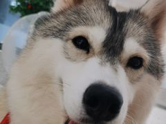 -Husky Go!哈士奇体验馆·宠物咖啡厅狗咖