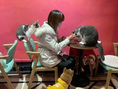 -猫色咖啡·猫咖