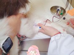 -申普宠物医院·心脏介入·心血管微创(总院)