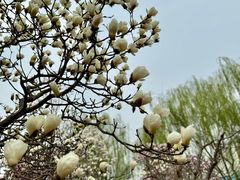 -朝阳公园