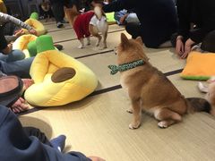-逗柴咖啡屋·狗咖猫咖宠物桌游
