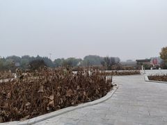 -白洋淀景区