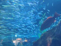 -海合安武汉极地海洋公园
