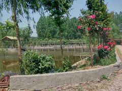 -同銮特种养殖场·龙虾垂钓