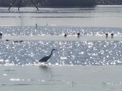 -盐城丹顶鹤湿地生态旅游区