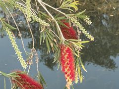 -芒洲湿地公园