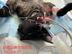 -咕噜咕噜宠物医院·CT·肿瘤科·骨科(前海院)