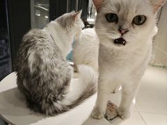 -怪兽屋·羊驼·猫咖·狗咖(俊华广场店)