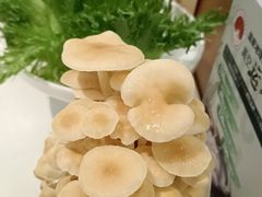 -烹然四季椰子鸡火锅(姚家园万象汇店)