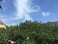 -北宅大永樱桃采摘基地(崂山总部)