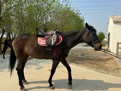 -北京群众马术培训基地