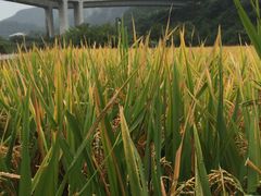 -贵阳市花溪国家城市湿地公园