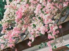 -深圳国际园林花卉博览园