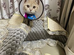 -创凡宠物医院·骨专科  猫科中心(西乡分院)