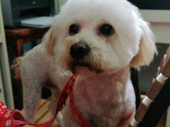 -小叮当动物医院·骨科·眼科