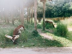 -奥兰多迪士尼动物王国乐园